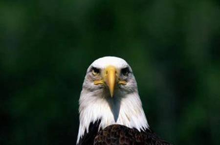 American Eagle