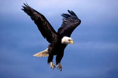 American Eagle