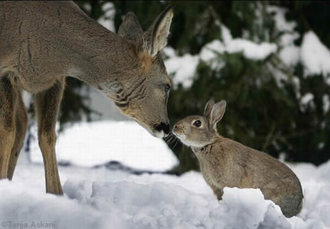 Bambi & Thumper