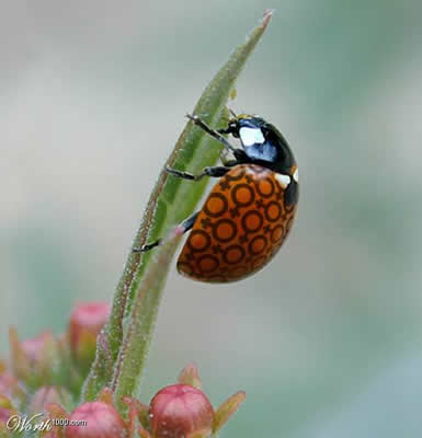 When Graphic Artists Get Bored