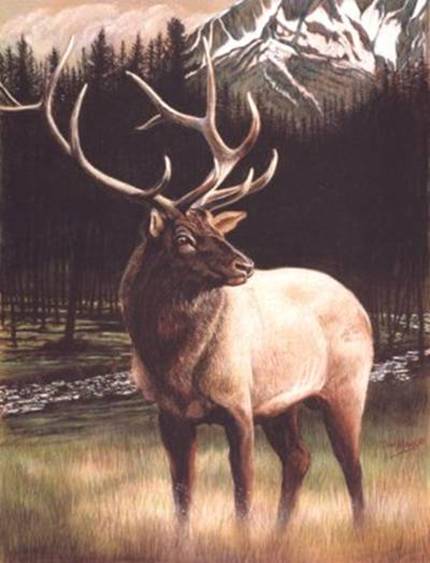 River Elk