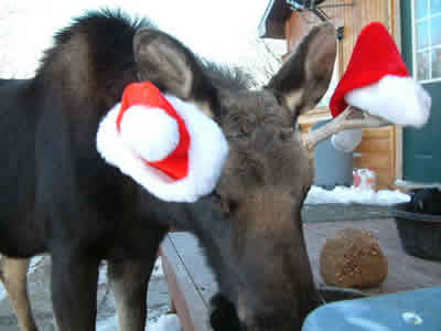 moosemas