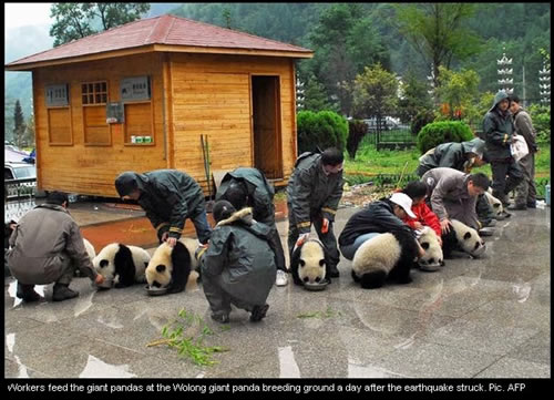 Rescued Pandas in China