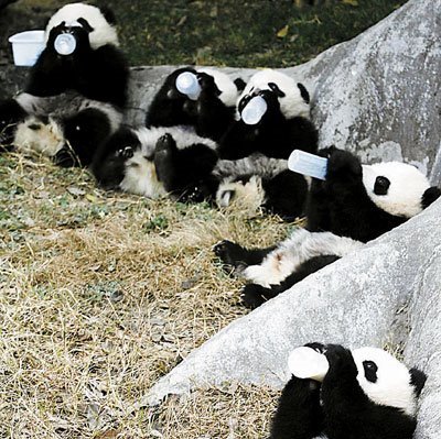 Rescued Pandas in China
