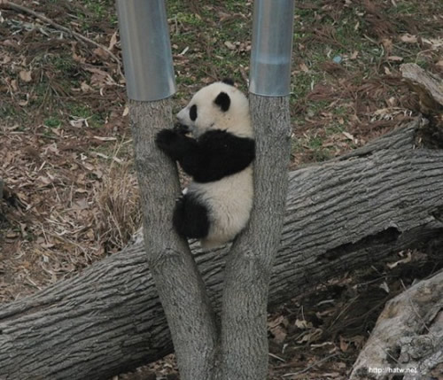 Rescued Pandas in China