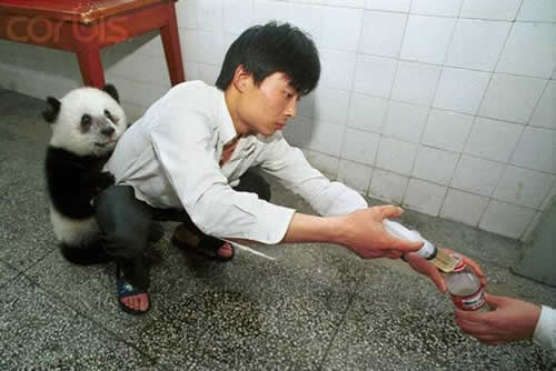 Rescued Pandas in China