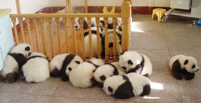 Rescued Pandas in China