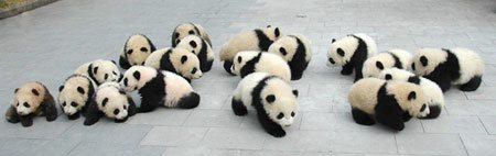 Rescued Pandas in China