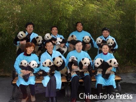 Rescued Pandas in China