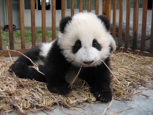 Rescued Pandas in China