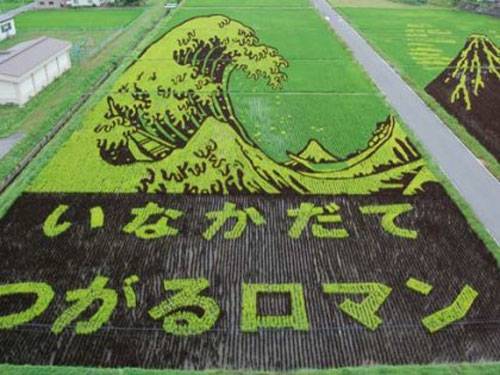 Japanese Rice Fields